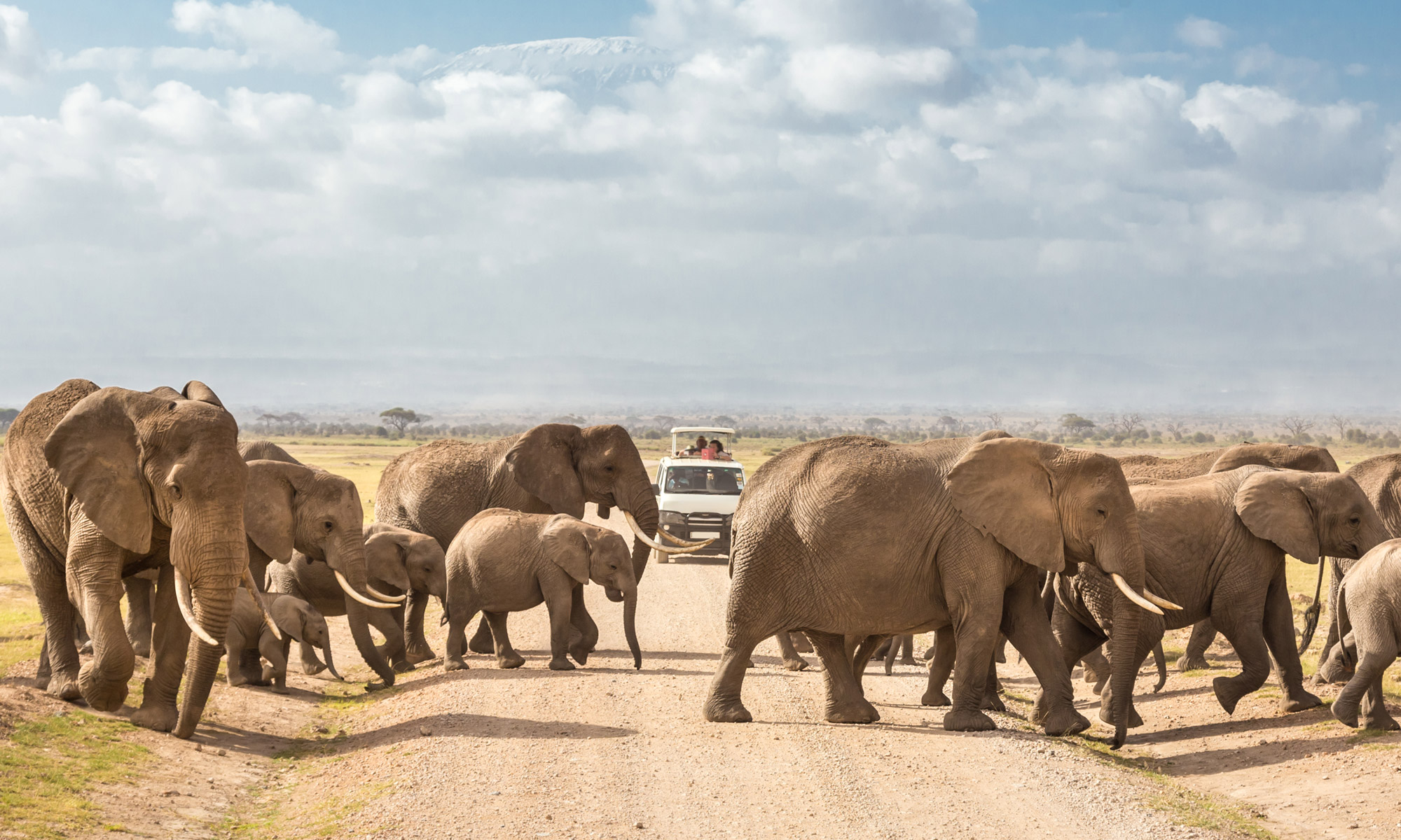 Go Wild: Plan an African Safari Honeymoon